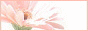 �t���[�f�ށ�ivory��